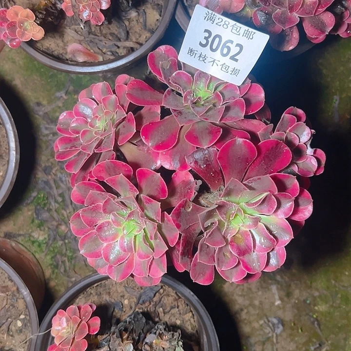 3062美杜莎多肉植物