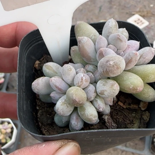 134长叶桃美人缀多肉植物多