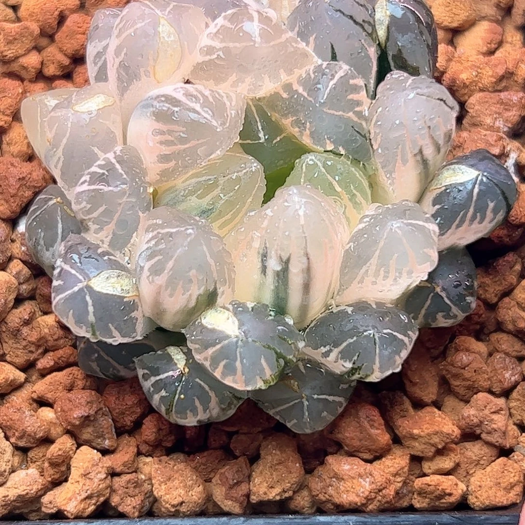 糊斑实生水晶糊斑