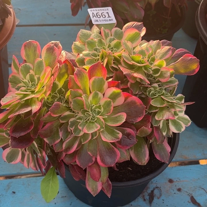 661粉女郎缀多肉植物