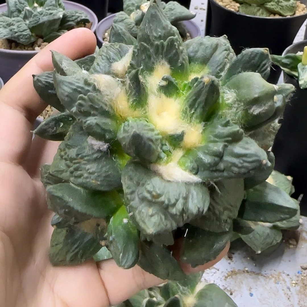 一物一拍怒涛多头一物一拍