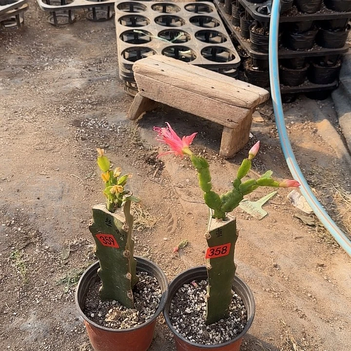 358+359嫁接蟹爪兰：雅丝+索菲亚