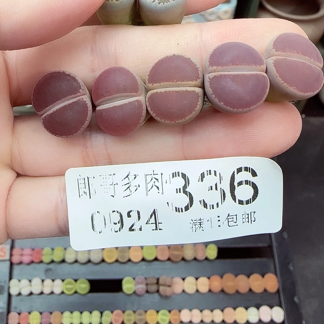 蛋***宝满满18包邮0924-336