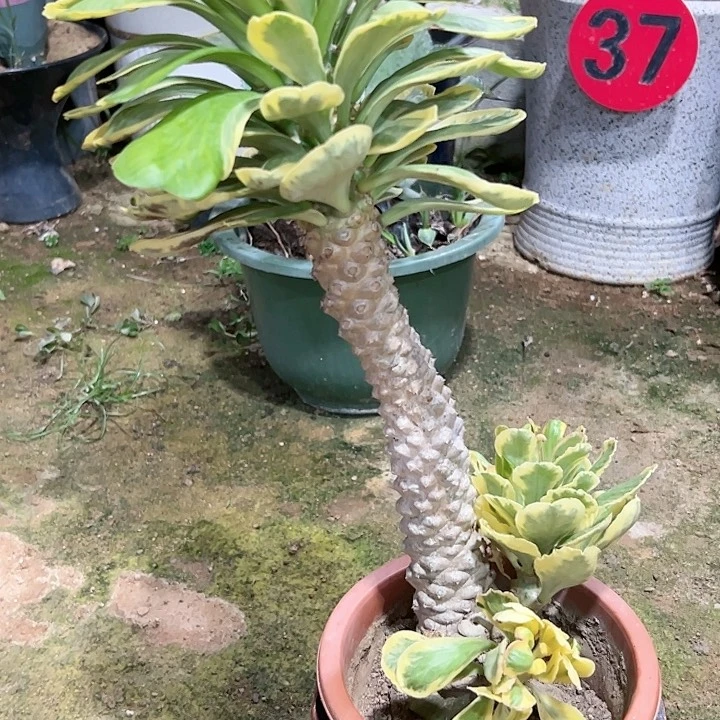 【闪购商品】笑**生扇贝麒麟