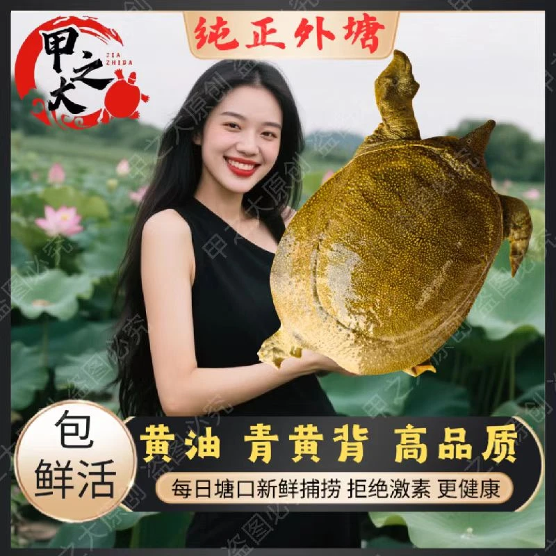鲜活外塘放养生态甲鱼中华鳖可食用团鱼水鱼青黄背便宜足斤包活的