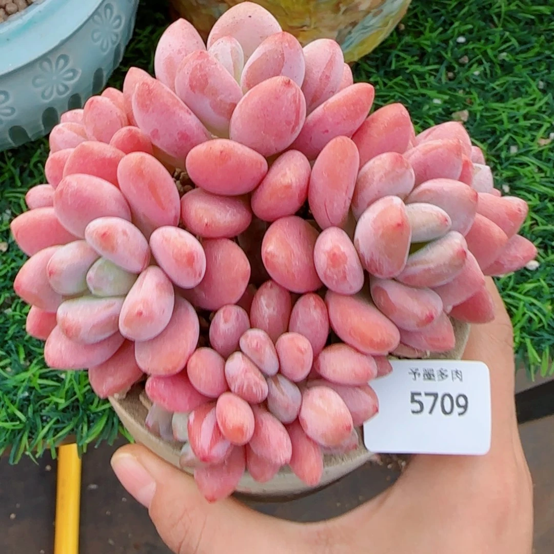 洛神无砍，5709多肉植物