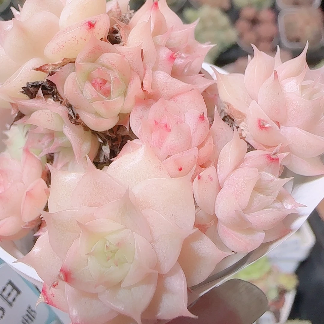 花语逸镜1123-230散