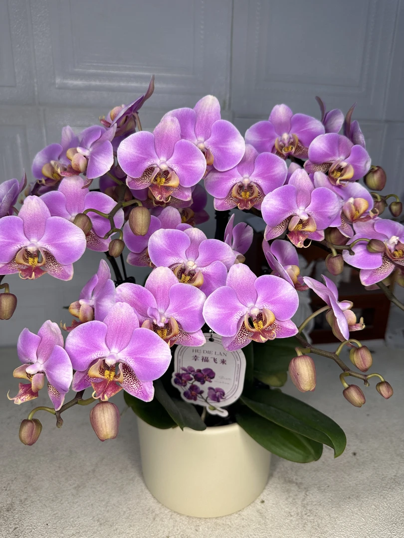 花悦里【鸿运】单花剑 名贵欧品 带花带花苞 广州花卉源头基地