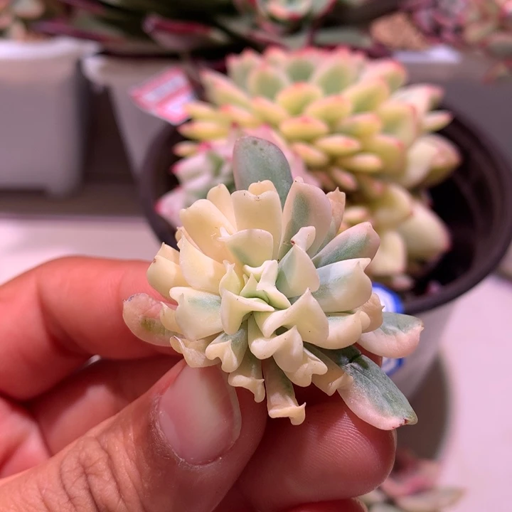 特玉莲锦锦锦锦侧芽