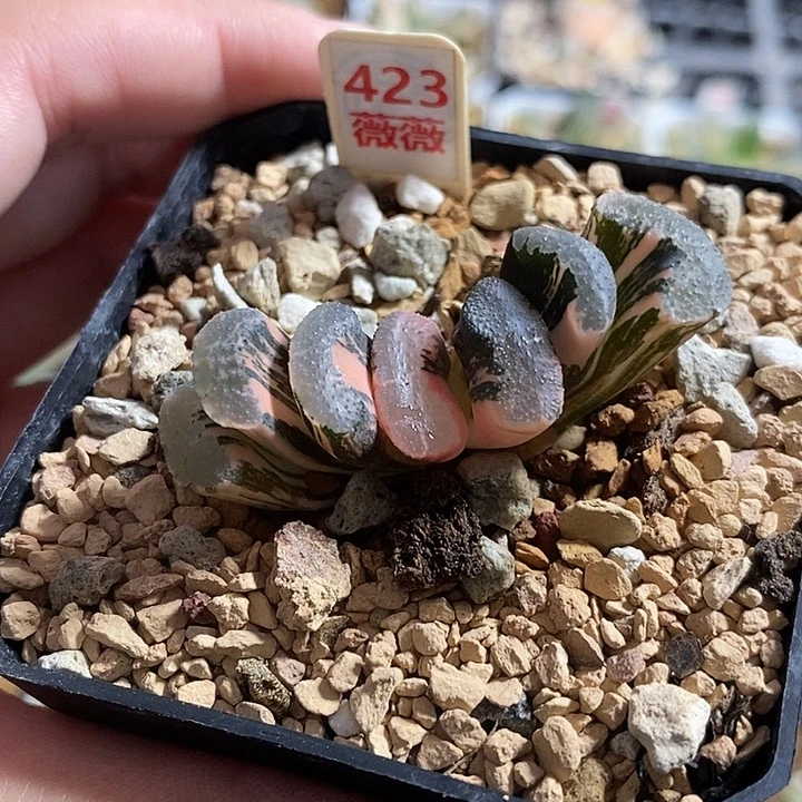 423浮澡玉扇锦一物一拍