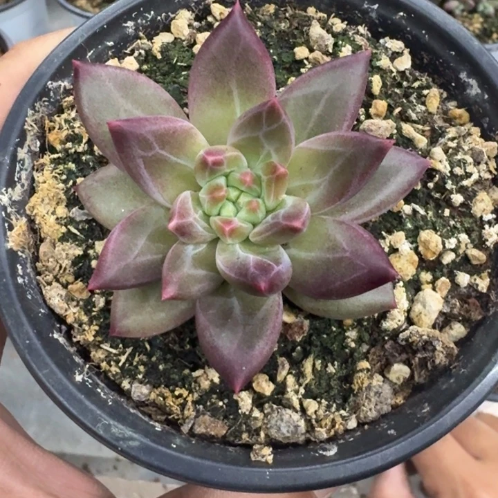 美人杂交 一物一拍