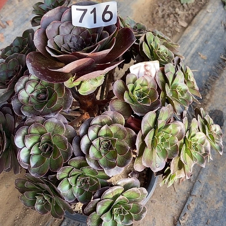 厚圆叶美金玫瑰716多肉不包断