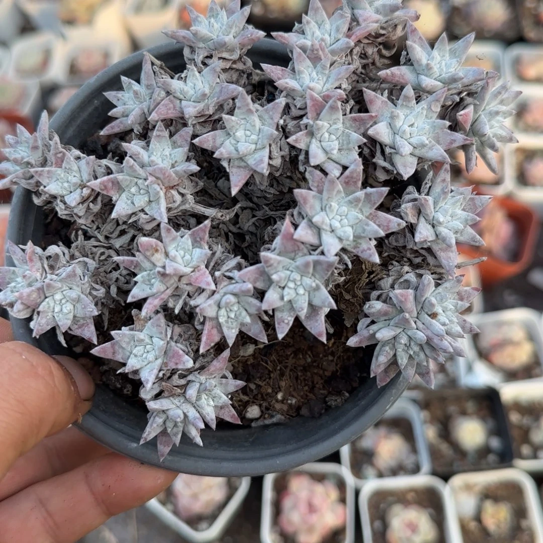 小卡拉米糖心一物一拍