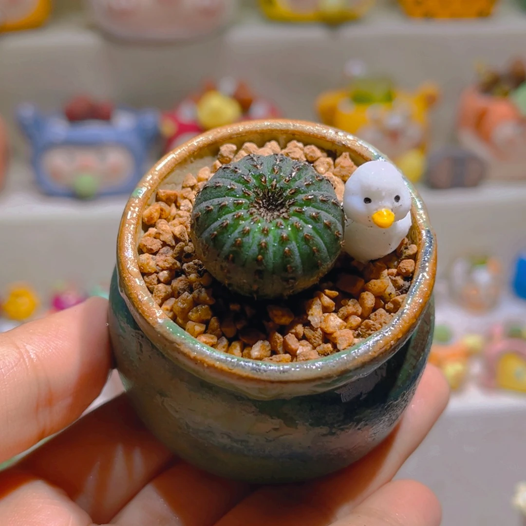 086高端仙人球带盆带土手工盆