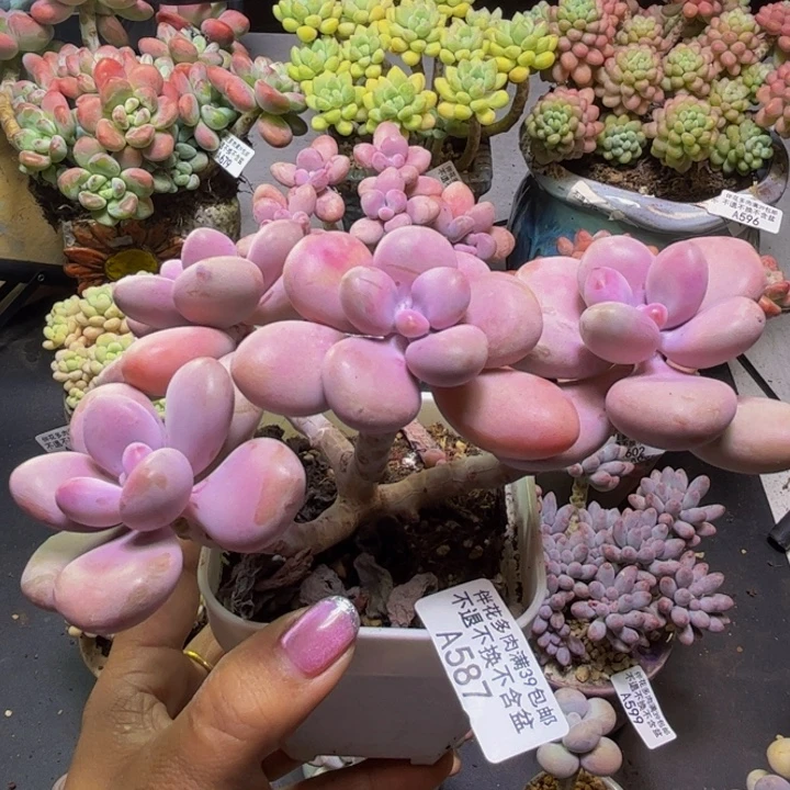 亚美桃蛋587/12cm多肉