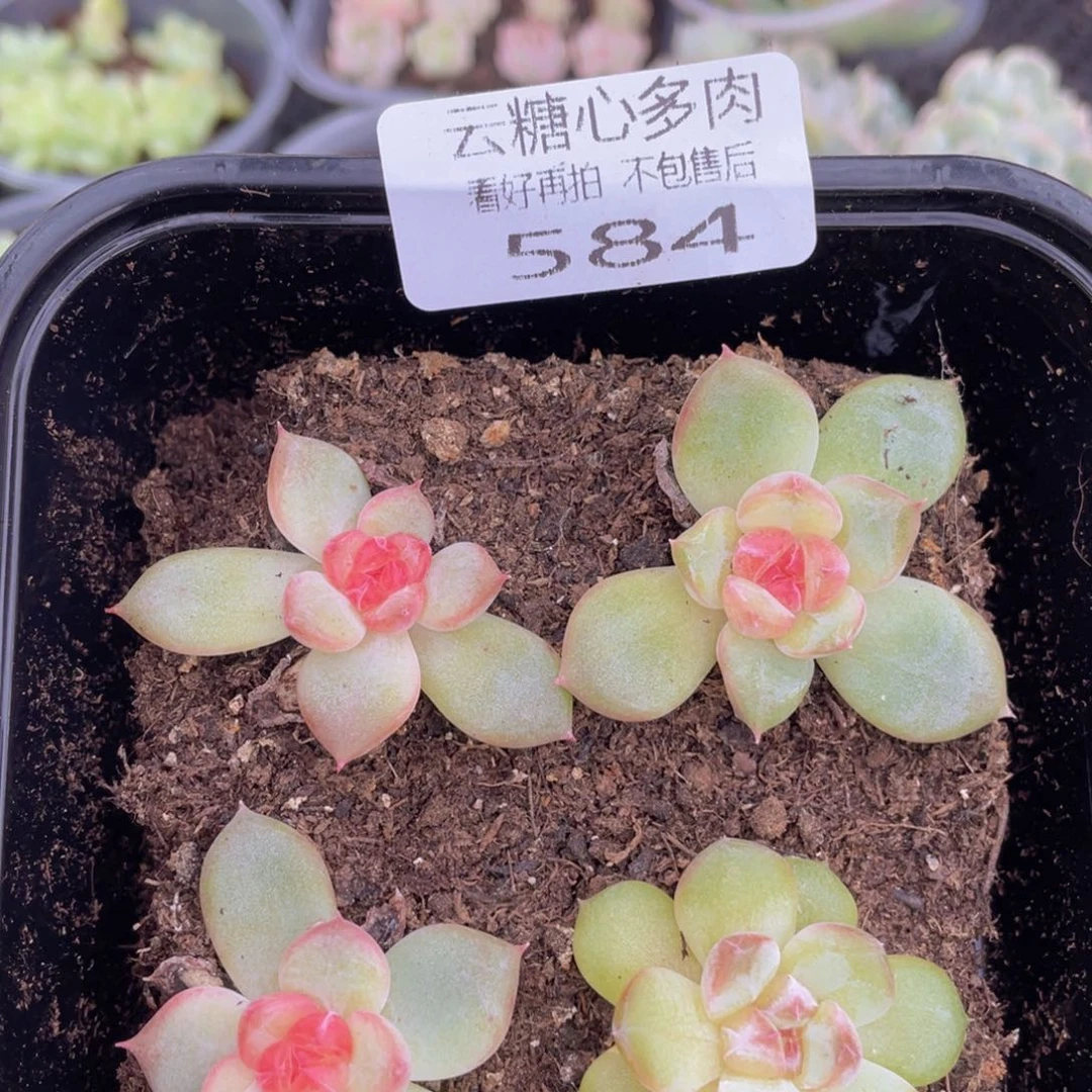 云糖心多肉植物584