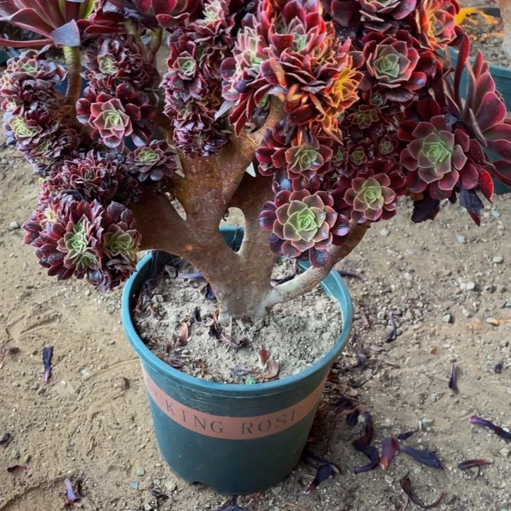 李***拉无花朵080号美杜莎法师缀化