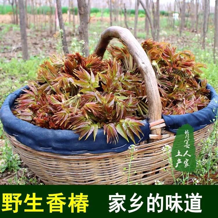 湖南湘西野生现货头茬红油香椿芽现摘现发当季野生蔬菜露天香椿