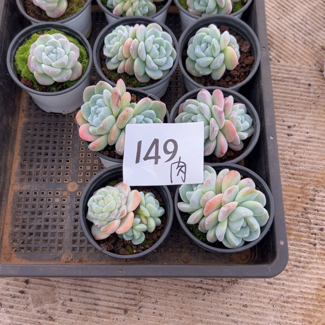 就****?149:）好吃好吃好吃v会被v好
