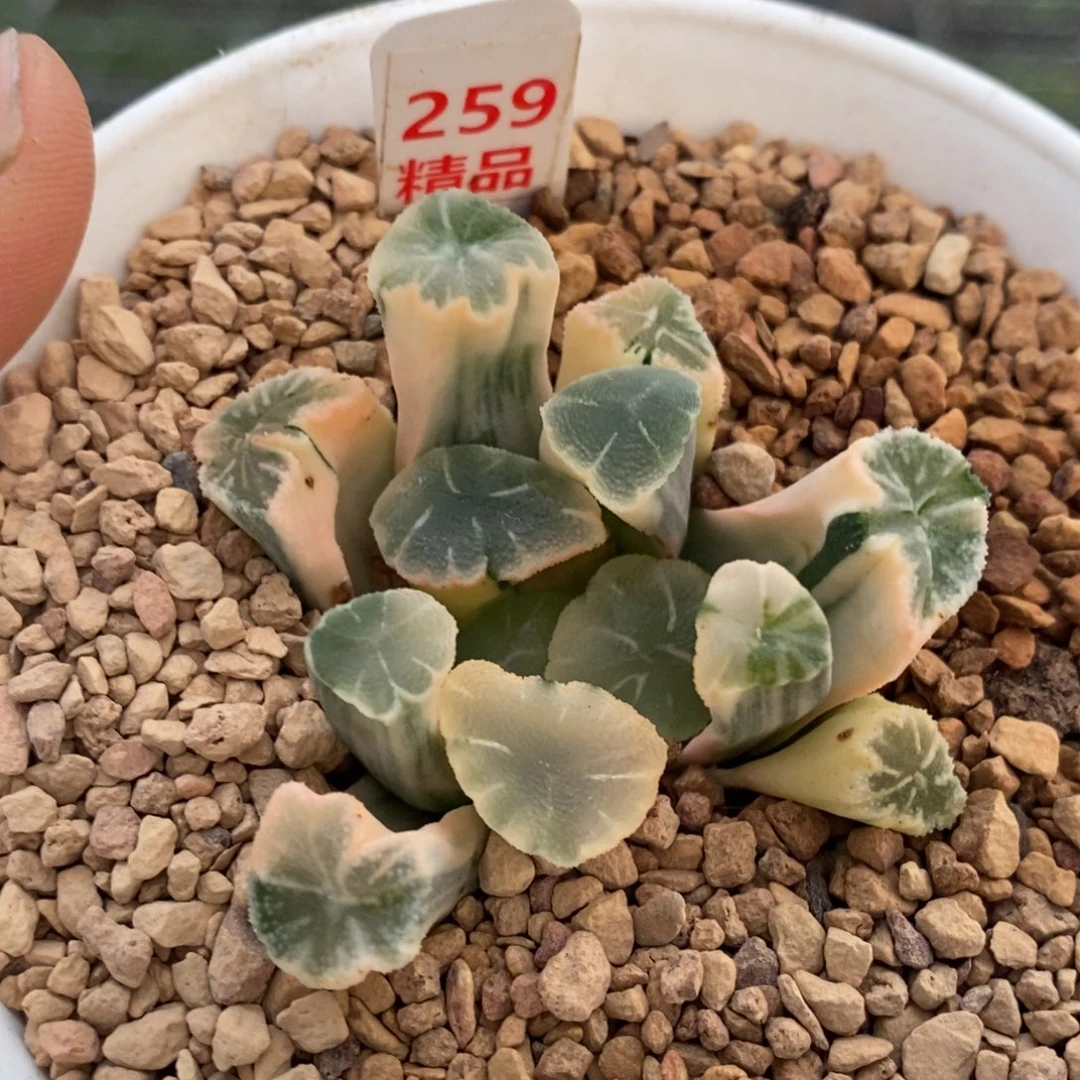 259号糊斑万象锦锦