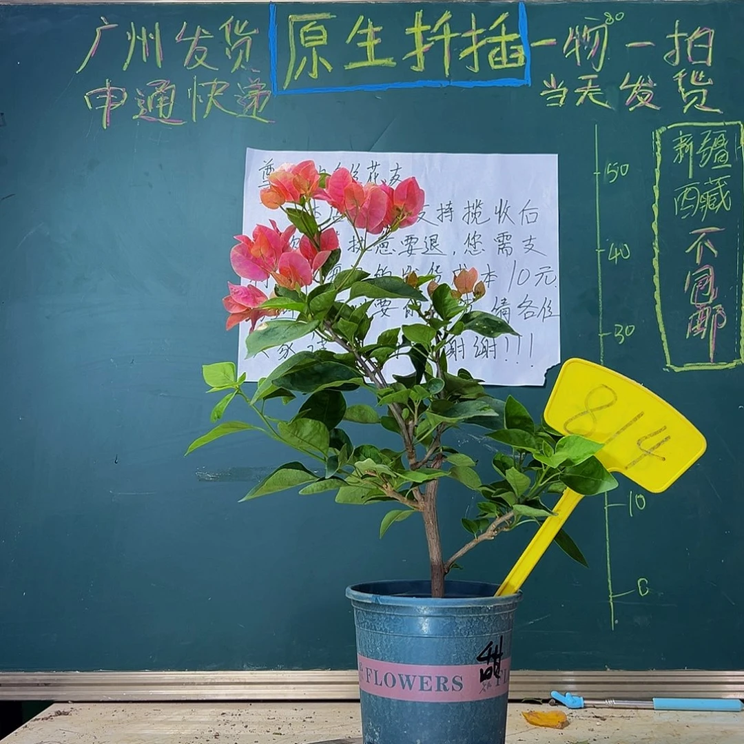 当前无花栽培后可以开花甜西瓜 814