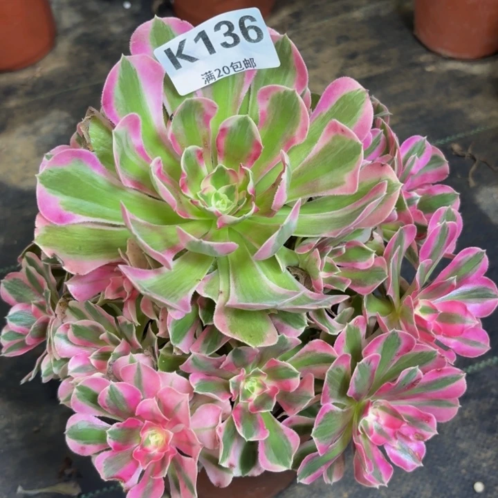 瑞妈多肉植物，136.布