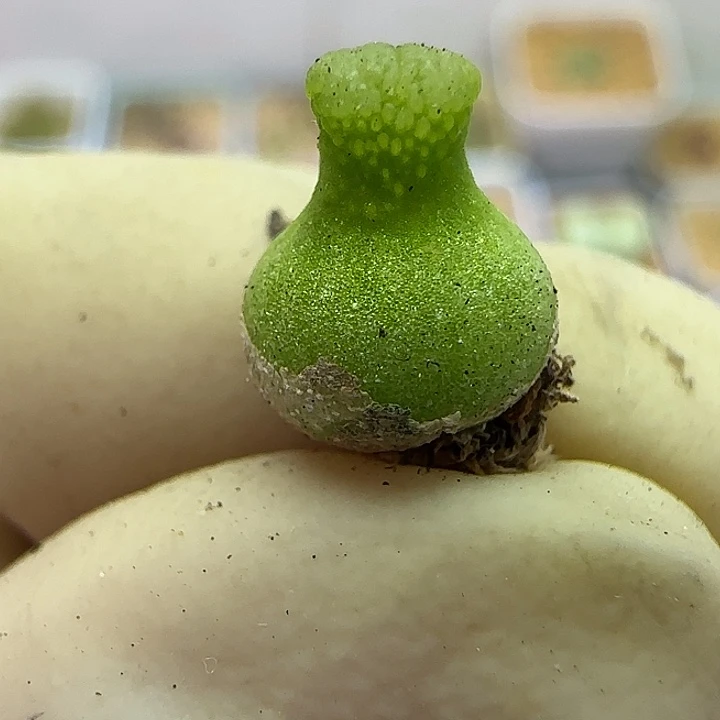 266园艺葫芦福利