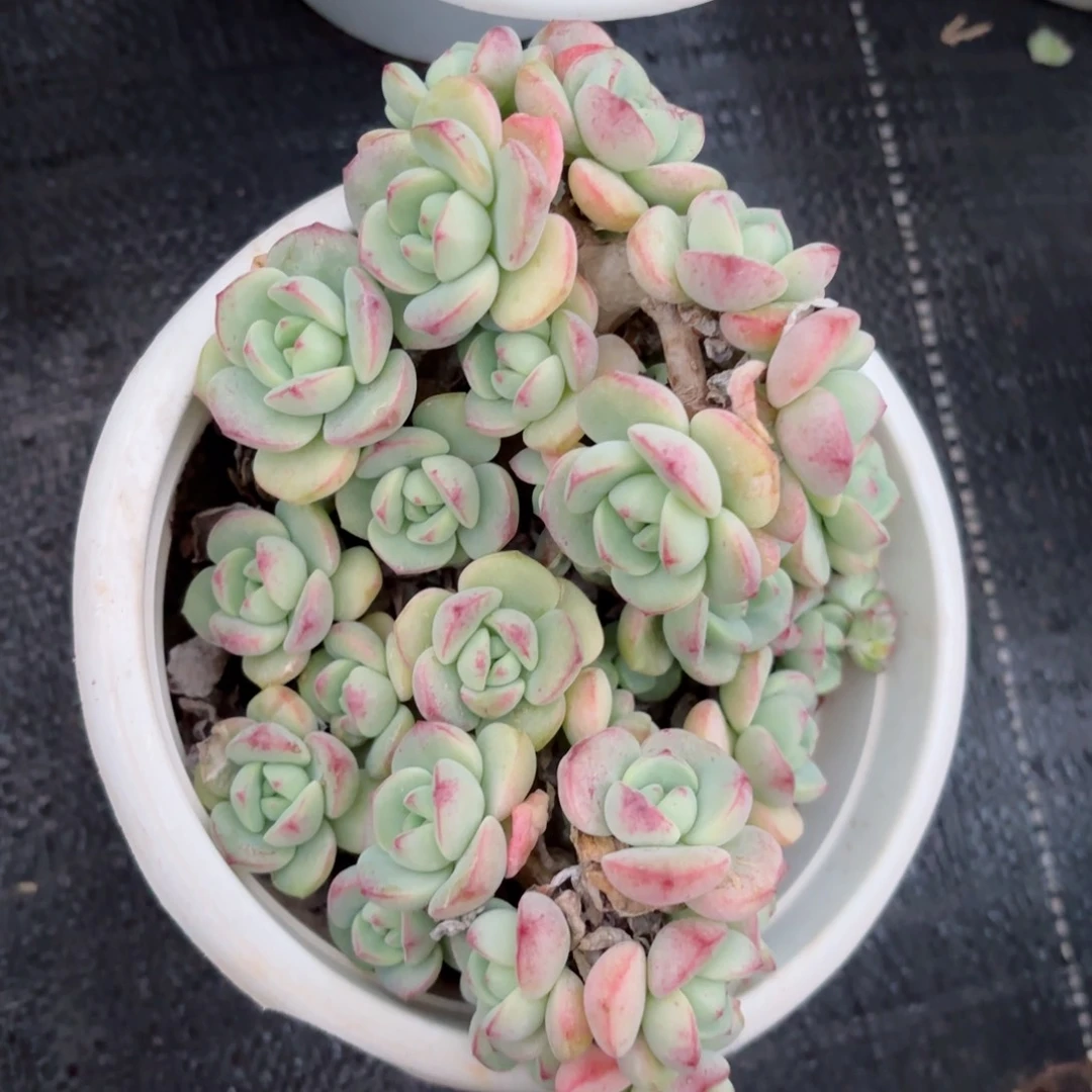 小**珑香草16-31。