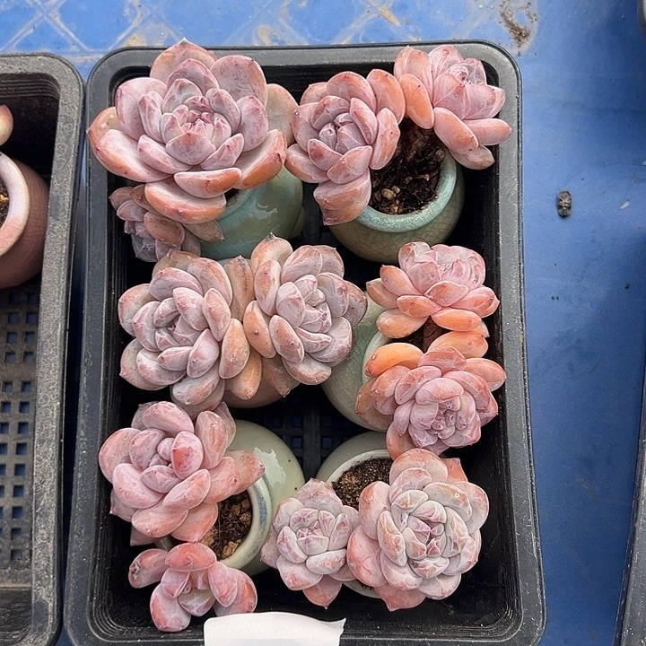 6个双头星影带盆特价230