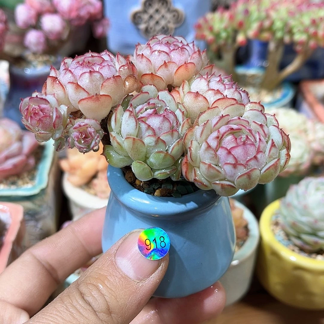 小红船918 含盆含土发货 30包邮偏远除外