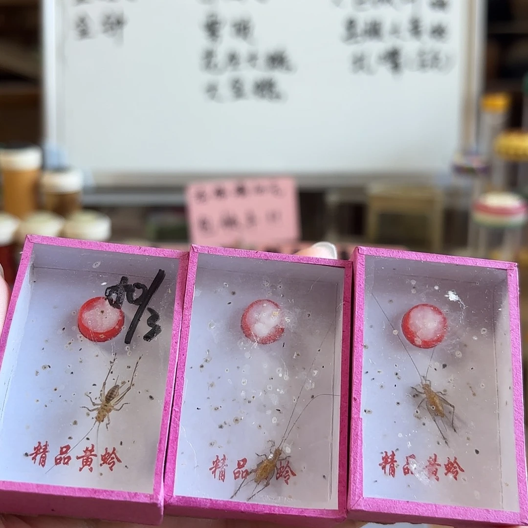 三条长须野生大黄蛉