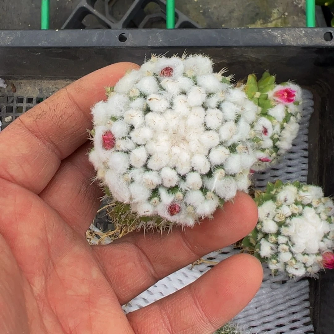 藿**气雪糕仙人球多肉植物