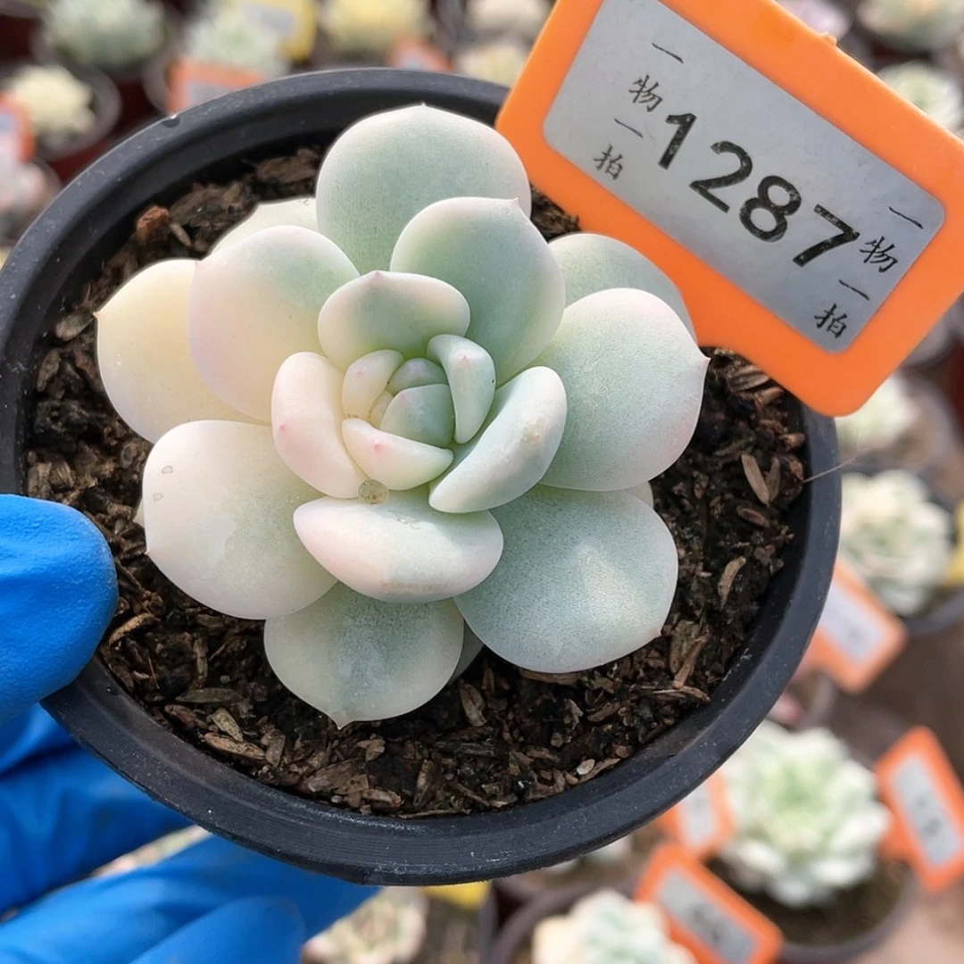 【闪购商品】1287号