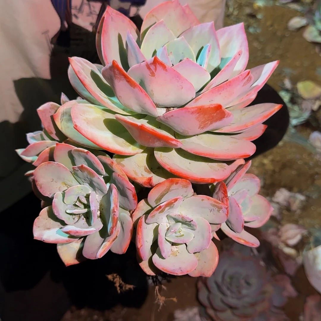 血凤 一颗 不包损18米 量拍