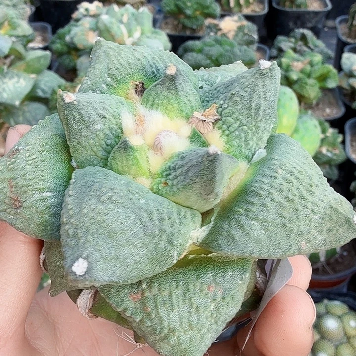 无花朵305白肌龙牙怒涛