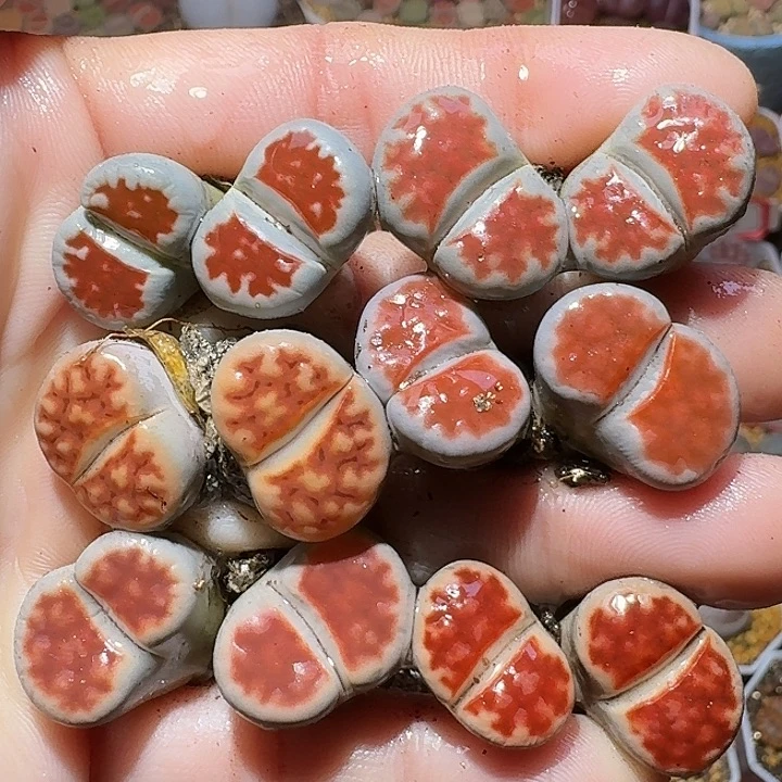 生石花111111。 有颗干疤。  293