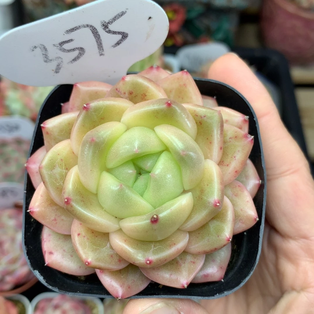 油透珍妮单头3575