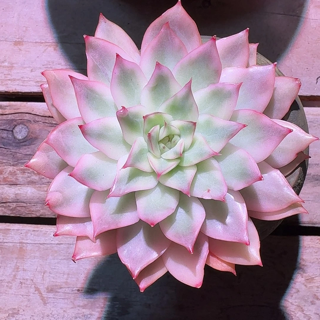 宝莲灯锦多肉多肉