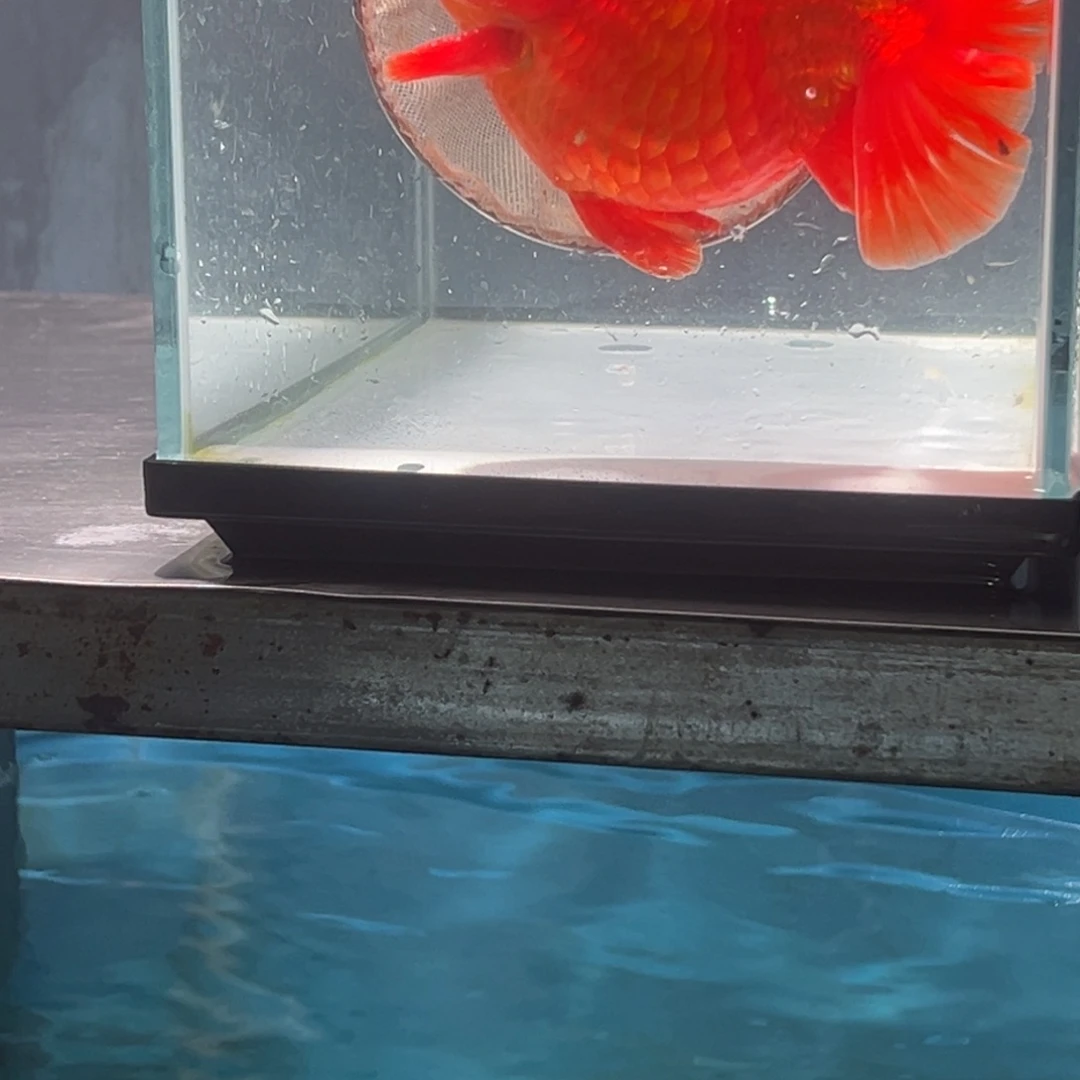 金鱼04756554456668888884