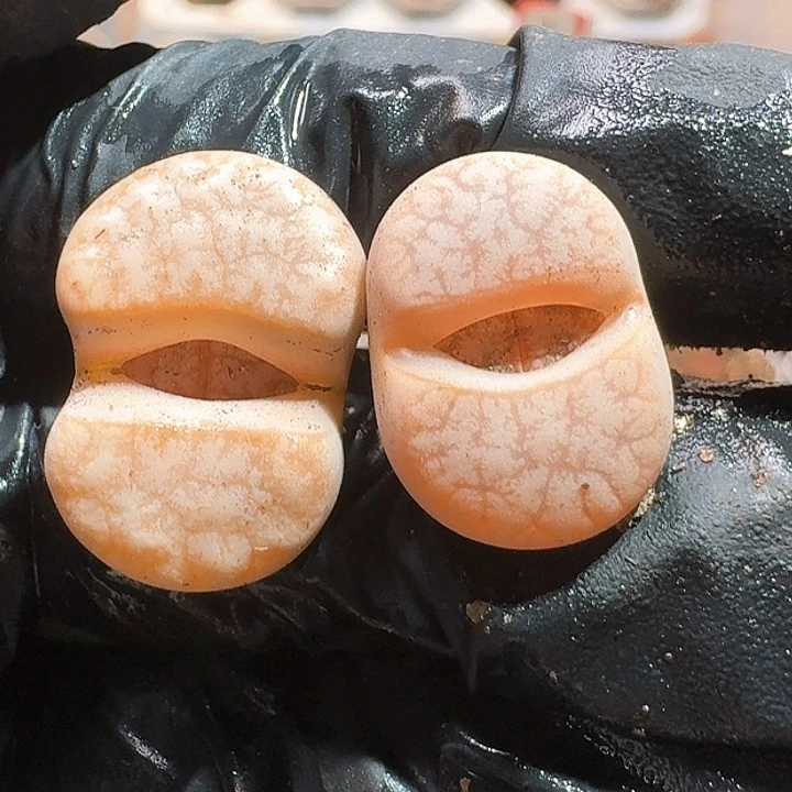 生石花1111112。  397