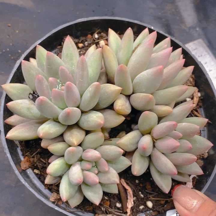 夏悦多肉0212-22红蜻蜓