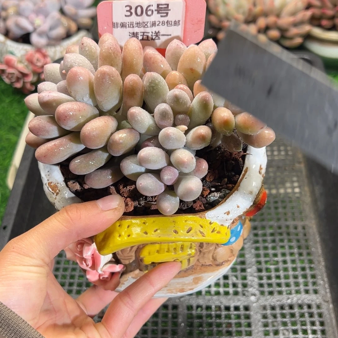 表妹精品多肉植物306.