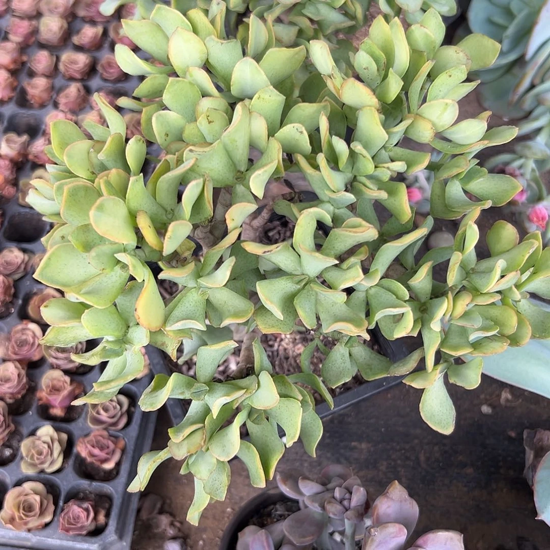 多肉植物海带知更鸟