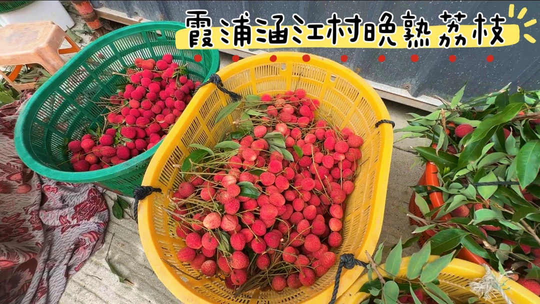 霞浦晚熟荔枝新鲜现摘现发当季水果（4斤装）