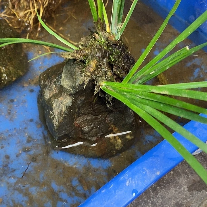 L***Q无花朵石菖蒲在哪啊