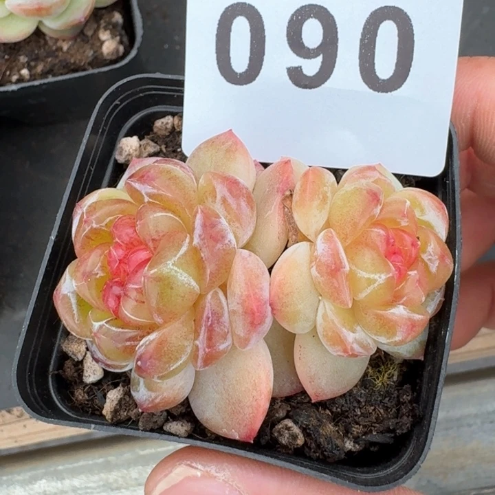 拿铁奶沫           多肉植物