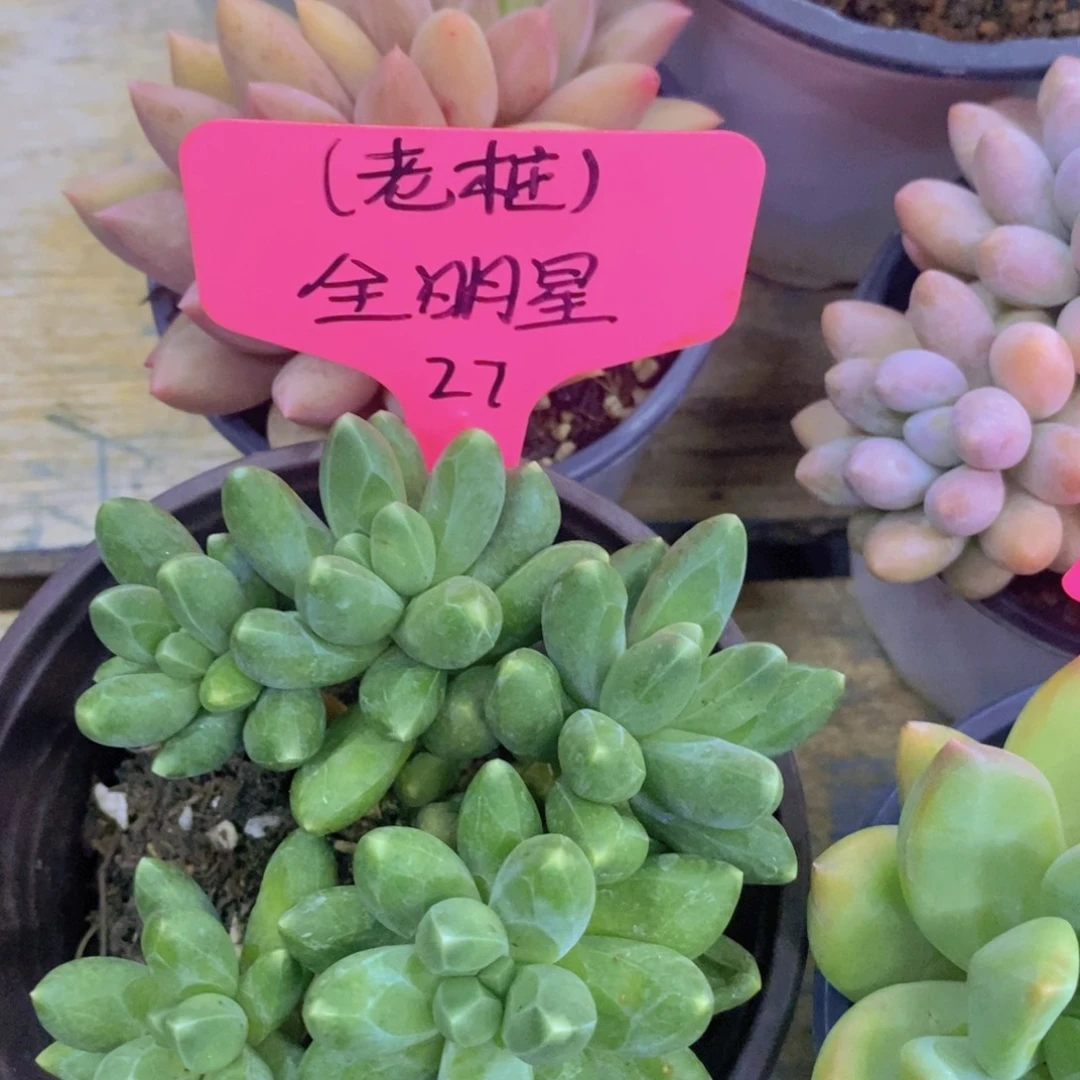 开心多肉，收官之战，最后一场