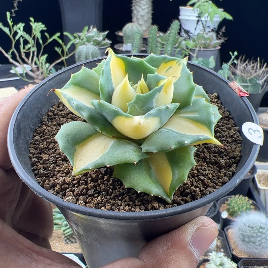 厚叶黄中斑龙舌兰一物一拍脱土发