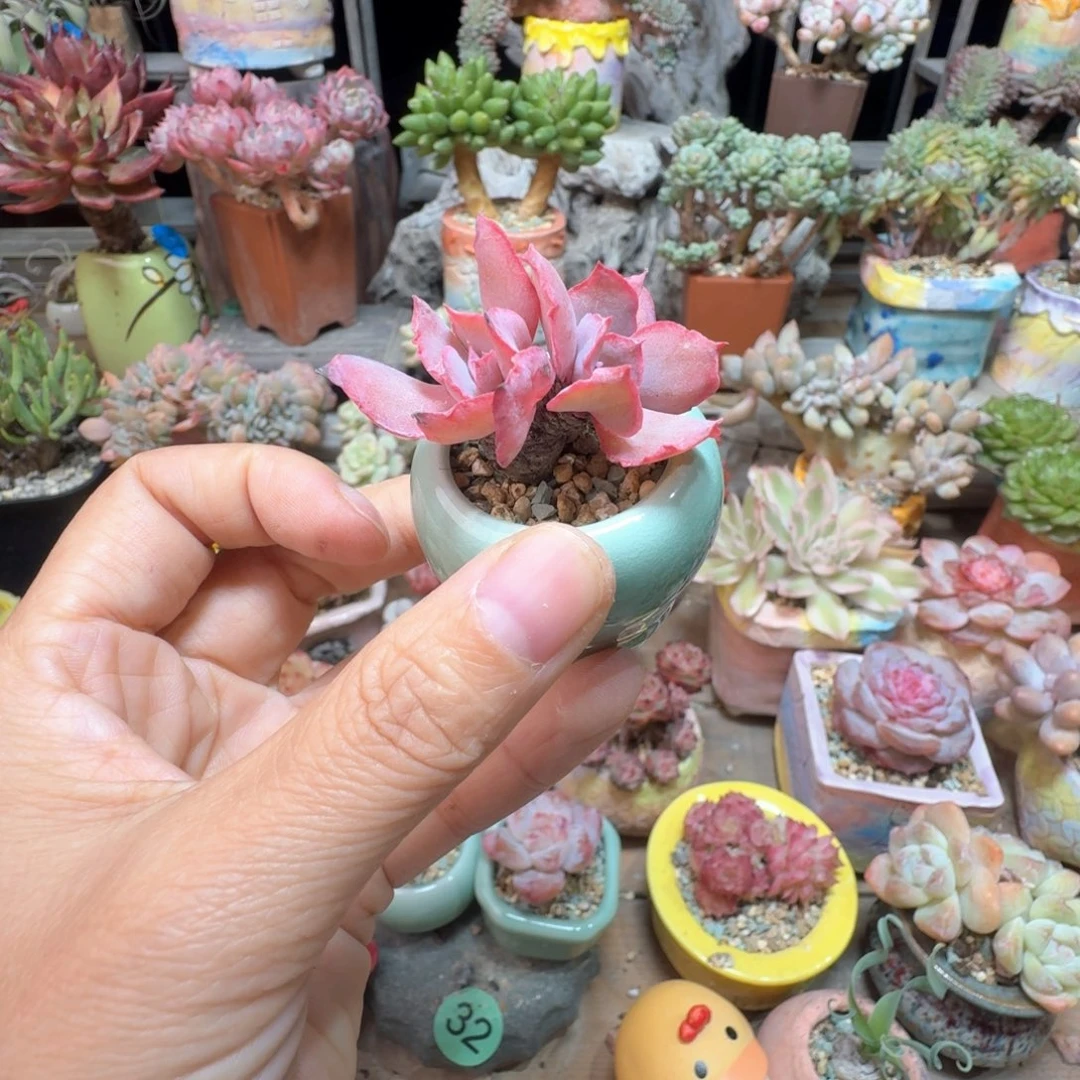 魔笛 多肉含盆土 一物一拍