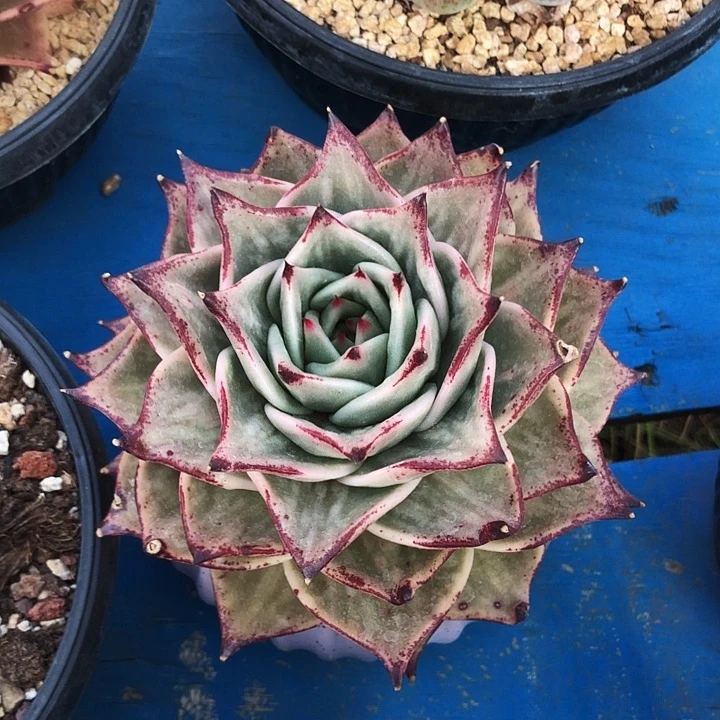 星星锦单多肉植物